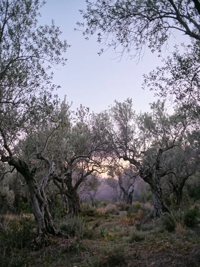 An olive grove at dusk